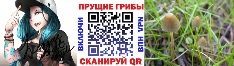Псилоцибиновые грибы Cubensis  Екатеринбург 